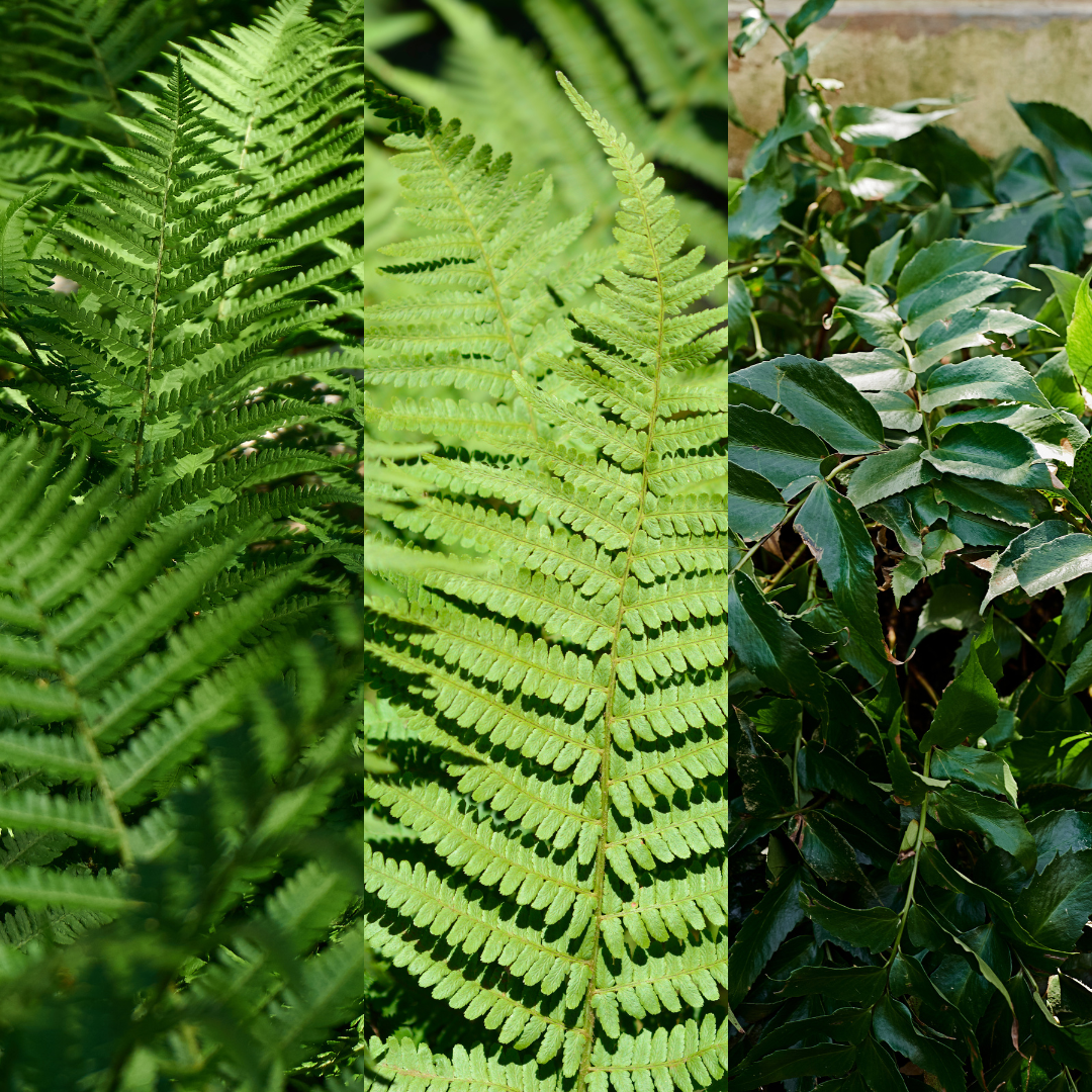 Shield Fn Fern Mix – Shield Fern, Holly Fern, Male Fern -3 Plants – The Rose ...