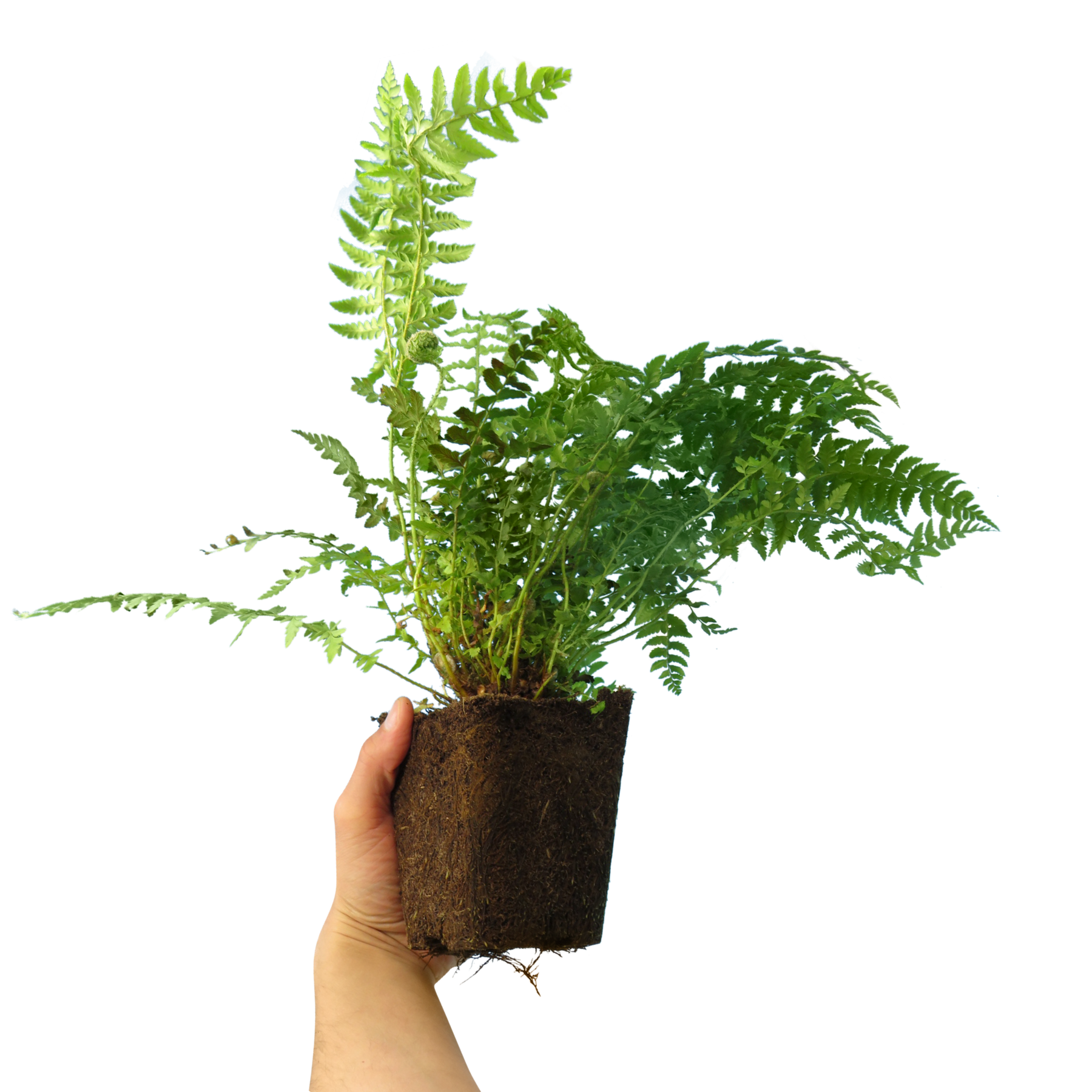 Shield Fn Fern Mix – Shield Fern, Holly Fern, Male Fern -3 Plants – The Rose ...