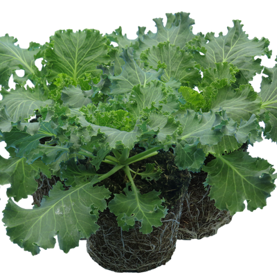 Ornamental Cabbage White 1Ltr x 3 – Winter Garden Colour The Rose Press Garden