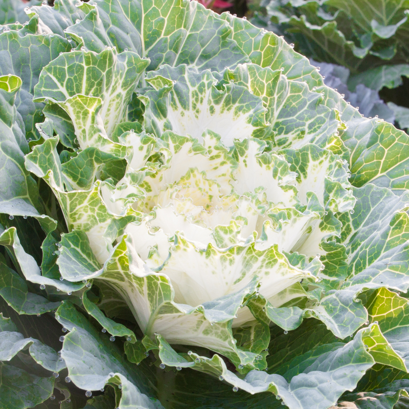 Ornamental Cabbage White 1Ltr x 6 – Winter Colour with Bold Foliage Flair The Rose Press Garden