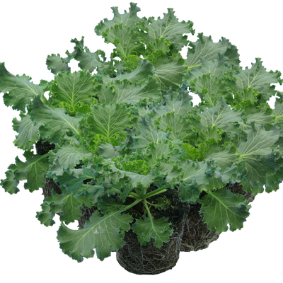 Ornamental Cabbage White 1Ltr x 6 – Winter Colour with Bold Foliage Flair The Rose Press Garden