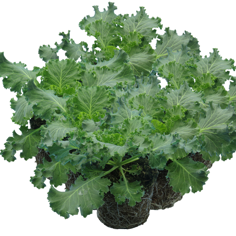 Ornamental Cabbage White 1Ltr x 6 – Winter Colour with Bold Foliage Flair The Rose Press Garden