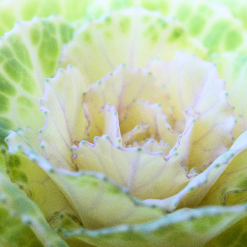 Ornamental Cabbage White 1Ltr x 6 – Winter Colour with Bold Foliage Flair The Rose Press Garden