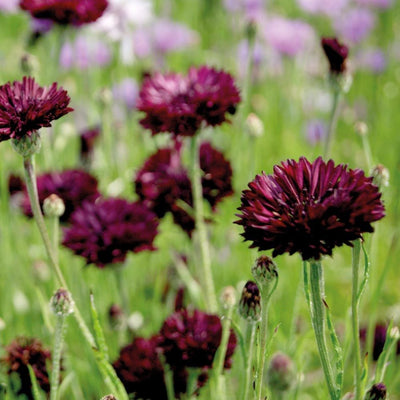 Cornflower 'Black Ball' (SEED SACHET ONLY) The Rose Press Garden