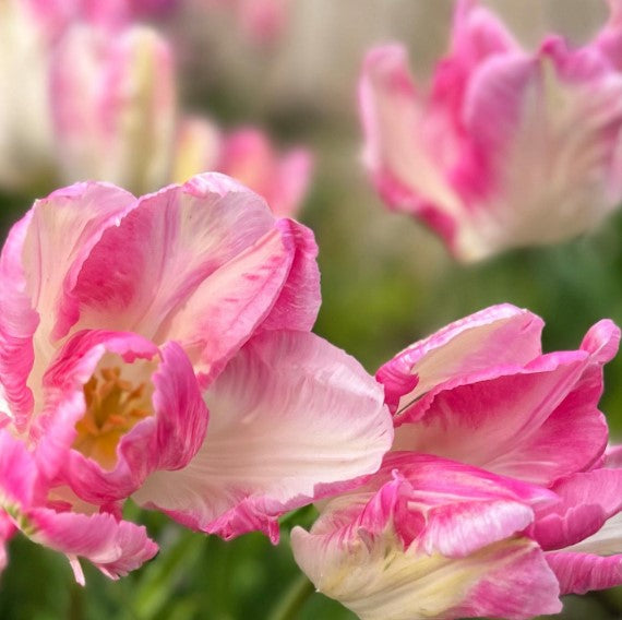 Tulip Cabanna (15 Bulbs)