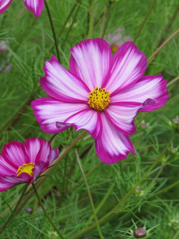 Cosmos Candystripe (SEED SALE - OLD PACKAGING) (6)