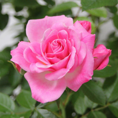 Carefree Days – Floribunda Rose (Bare Root, Pre-Order) The Rose Press Garden