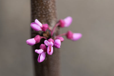 Cercis can Cascading Hearts Tree The Rose Press Garden