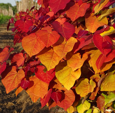 Cercis can Eternal Flame® Tree The Rose Press Garden