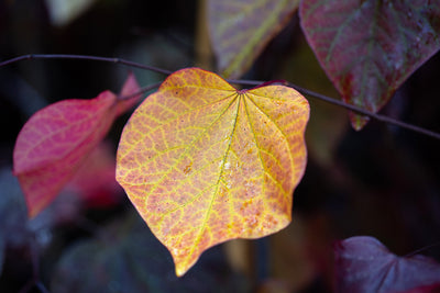 Cercis can Forest Pansy Tree The Rose Press Garden