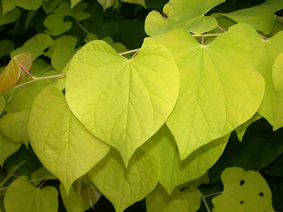 Cercis can Hearts of Gold® Tree The Rose Press Garden