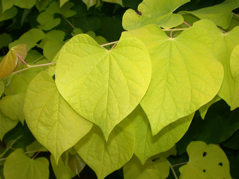 Cercis can Hearts of Gold ® Tree (12l container)