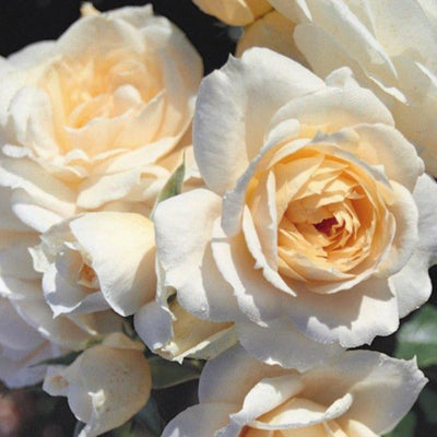 Champagne Moment – Floribunda Rose (Bare Root, Pre-Order) The Rose Press Garden