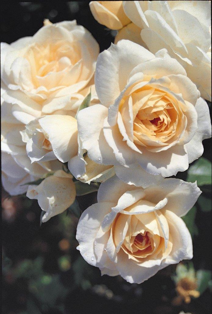 Champagne Moment (Premium Rose Bush x 1 Bare Root) *PREORDER*