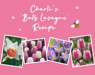 Charli's Bulb Lasagne Recipe (50 bulbs) The Rose Press Garden