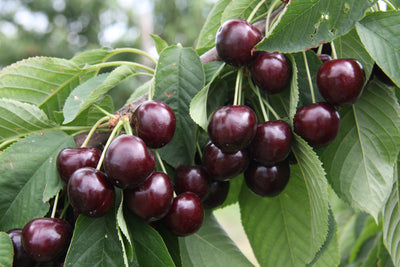 Cherry (Prunus) Sweetheart® Tree The Rose Press Garden