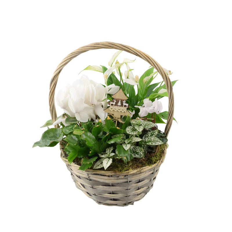 Large Christmas Planted White Basket - Festive Indoor Plants The Rose Press Garden