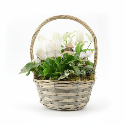 Large Christmas Planted White Basket - Festive Indoor Plants The Rose Press Garden