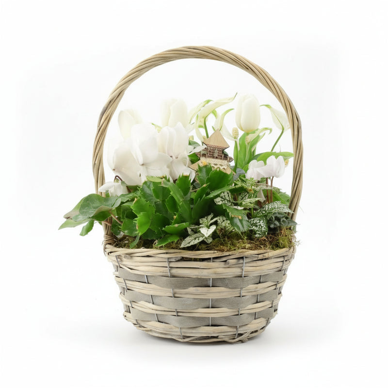 Large Christmas Planted White Basket - Festive Indoor Plants The Rose Press Garden