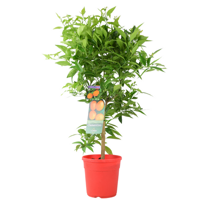 Citrus Clementine Tree – 5L Pot – Fresh Fruiting Indoor & Outdoor