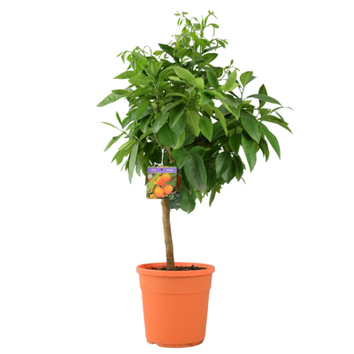 Citrus Orange Tree 5L Pot – Indoor Citrus Plant for Home & Patio 