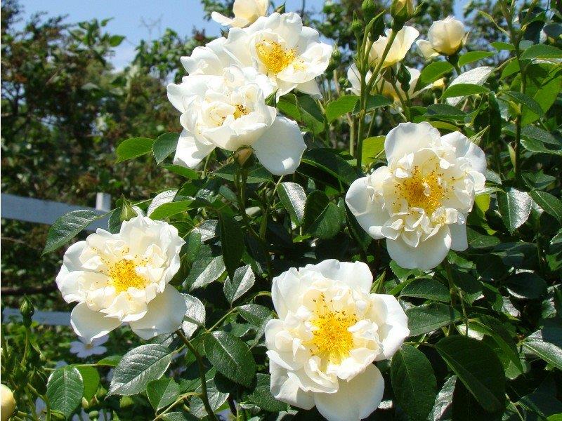 City of York (Traditional Climbing Rose x 1 Bare Root) *PREORDER*