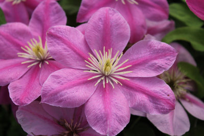 Clematis ‘Alaina’ (Evipo056) – Bubblegum Pink Clematis (3L Plant) The Rose Press Garden