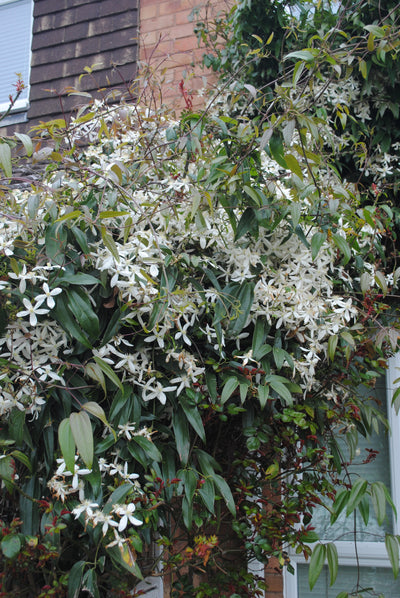 Clematis armandii – Evergreen Spring Clematis (3L Plant) The Rose Press Garden
