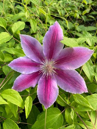 Clematis ‘Dr Ruppel’ – Striking Pink and Magenta Clematis (3L Plant) The Rose Press Garden