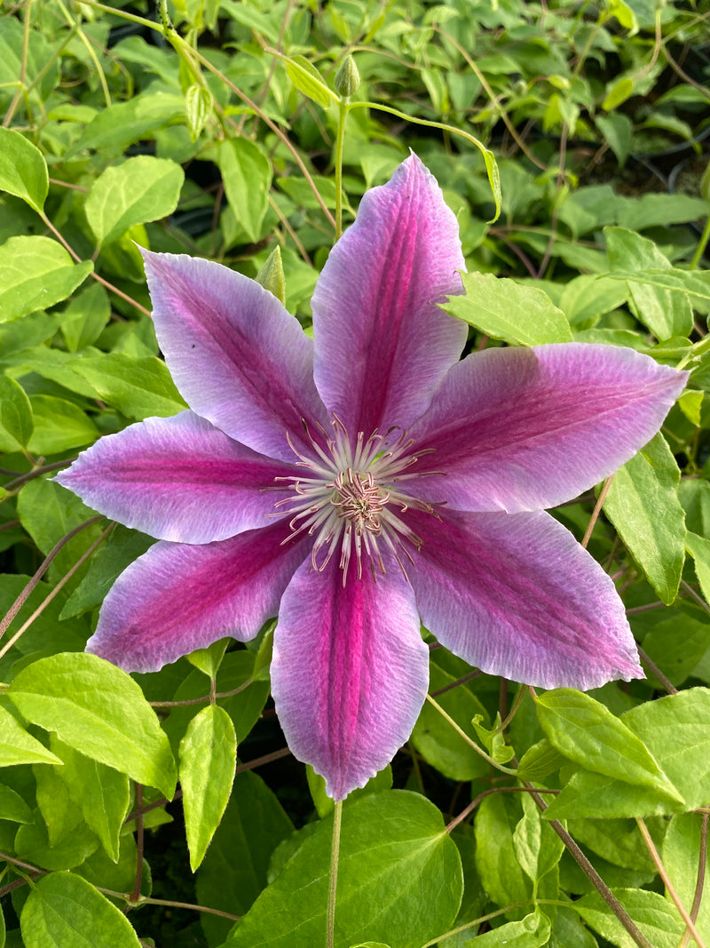 Clematis ‘Dr Ruppel’ – Striking Pink and Magenta Clematis (3L Plant) The Rose Press Garden