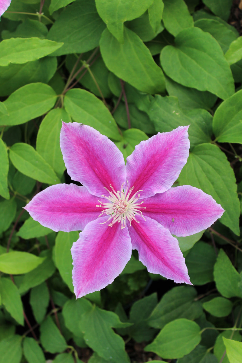 Clematis ‘Dr Ruppel’ – Striking Pink and Magenta Clematis (3L Plant) The Rose Press Garden