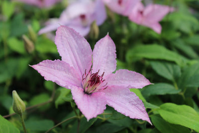 Clematis ‘Hagley Hybrid’ – Soft Pink Summer Clematis (3L Plant) The Rose Press Garden
