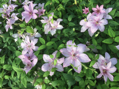 Clematis ‘Hagley Hybrid’ – Soft Pink Summer Clematis (3L Plant) The Rose Press Garden