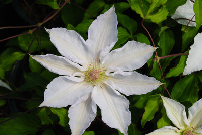 Clematis ‘Hyde Hall’™ (Evipo009) – Pure White Large-Flowered Clematis (3L Plant) The Rose Press Garden
