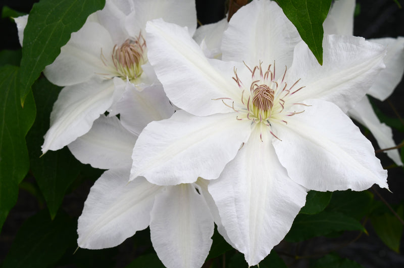 Clematis ‘Hyde Hall’™ (Evipo009) – Pure White Large-Flowered Clematis (3L Plant) The Rose Press Garden