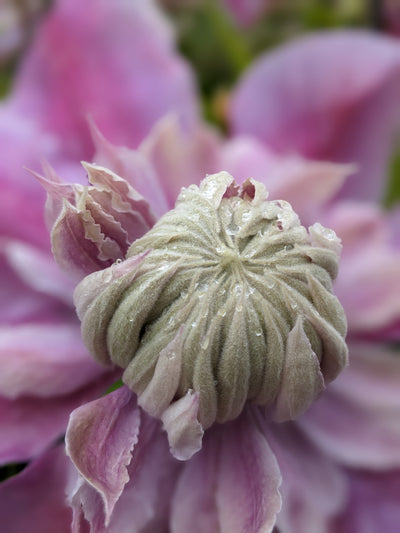 Clematis ‘Josephine’ (Evijohill) – Lilac-Pink Double Clematis (3L Plant) The Rose Press Garden