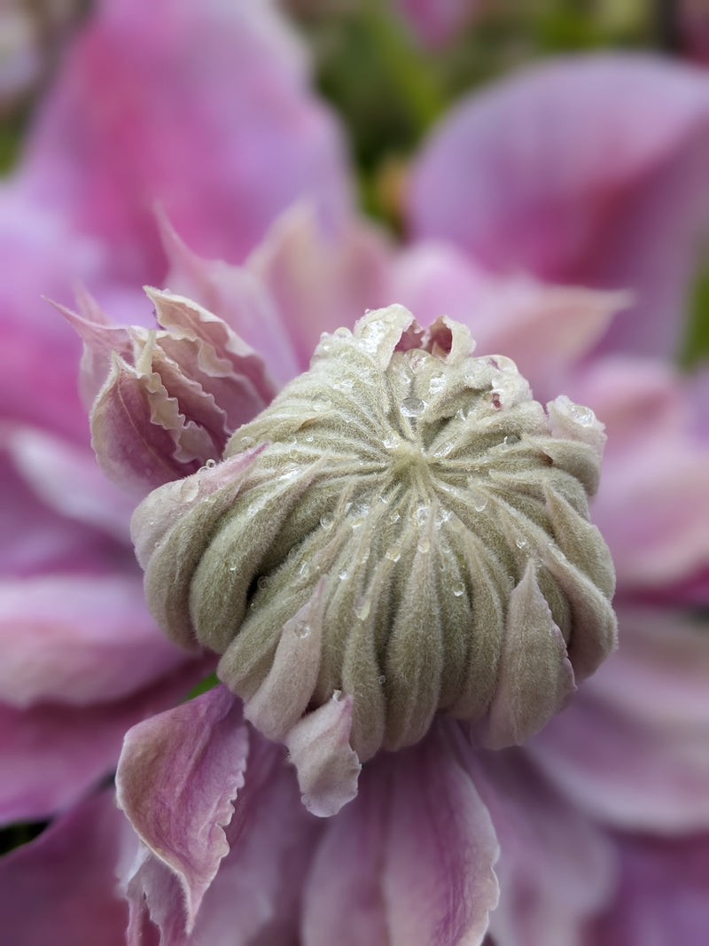 Clematis ‘Josephine’ (Evijohill) – Lilac-Pink Double Clematis (3L Plant) The Rose Press Garden