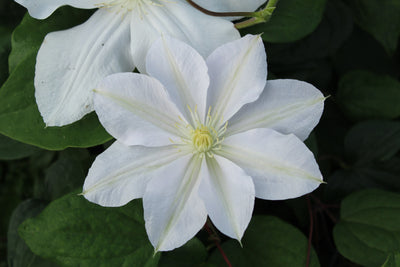 Clematis ‘Marie Boisselot’ – Pure White Large-Flower Clematis (3L Plant) The Rose Press Garden