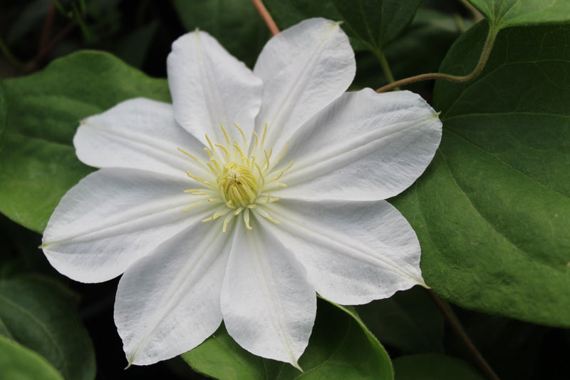 Clematis ‘Marie Boisselot’ – Pure White Large-Flower Clematis (3L Plant) The Rose Press Garden