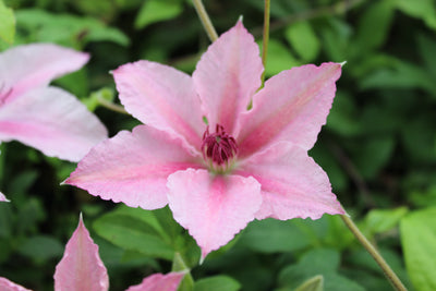 Clematis ‘Pink Fantasy’ – Compact Summer-Flowering Clematis (3L Plant) The Rose Press Garden