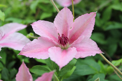 Clematis 'Pink Fantasy' (1 x 3L Pot)