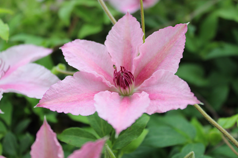 Clematis &