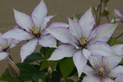 Clematis ‘Samaritan Jo’ (Evipo075) – Compact Patio Clematis with Silver-Pink Blooms (3L Plant) The Rose Press Garden