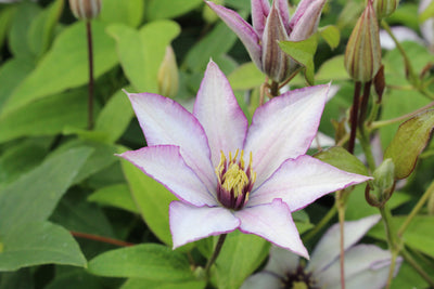 Clematis 'Samaritan Jo' (1 x 3L Pot)