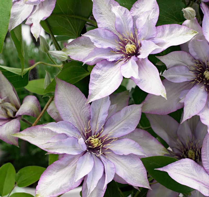 Clematis &