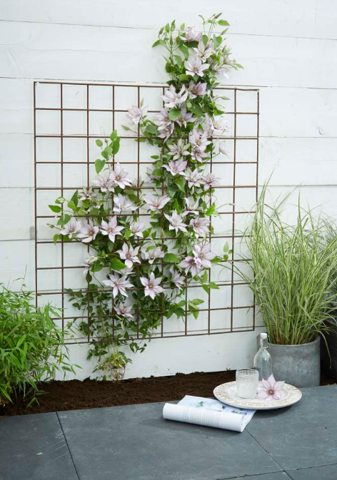 Clematis &