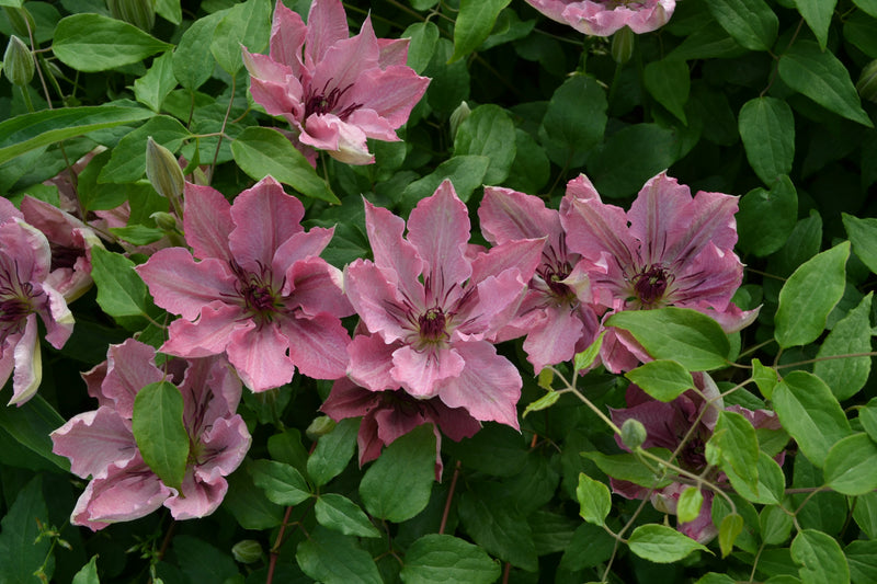 Clematis &