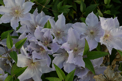 Clematis ‘Tranquilite’ (Evipo111) – Compact Lavender Clematis (3L Plant) The Rose Press Garden