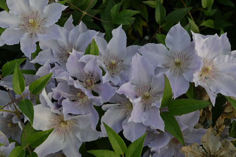 Clematis ‘Tranquilite’ (Evipo111) – Compact Lavender Clematis (3L Plant) The Rose Press Garden