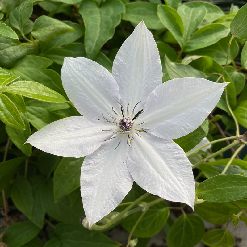 Clematis &